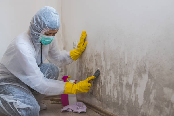 Best Asbestos and Lead Testing During Mold Inspection  in New Wilmington, PA